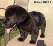 柯基的基因有多強(qiáng)？快來看這款狗狗手板模型！